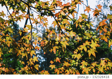 [深山公園]色鮮やかな紅葉 132326418