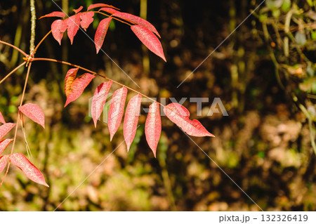 [深山公園]色鮮やかな紅葉 132326419