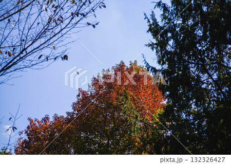 [深山公園]色鮮やかな紅葉 132326427
