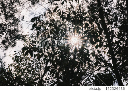 [深山公園]自然豊かな公園の風景 132326486