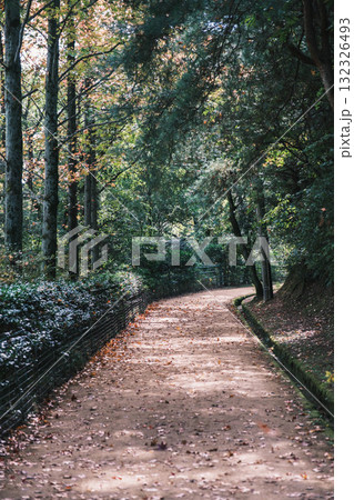 [深山公園]自然豊かな公園の風景 132326493