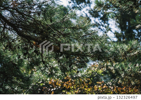 [深山公園]自然豊かな公園の風景 132326497