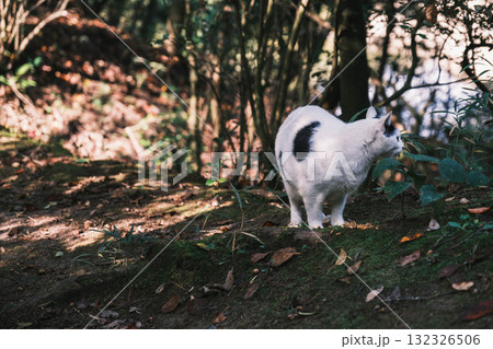 [深山公園]可愛らしい猫 132326506