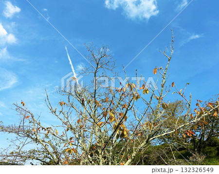 青空と枯れ木 青空と枯れ木 132326549