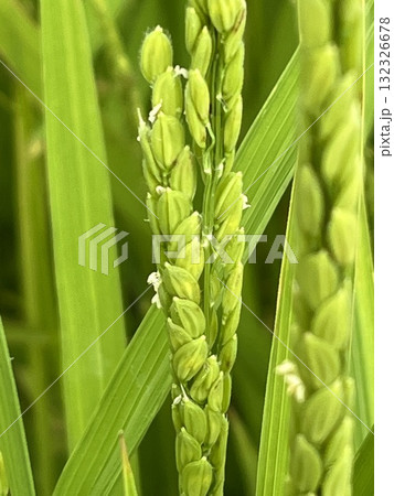 動物・食物・風景を納めました 動物・食物・風景を納めました 132326678
