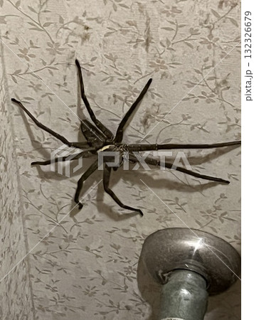 動物・食物・風景を納めました 動物・食物・風景を納めました 132326679