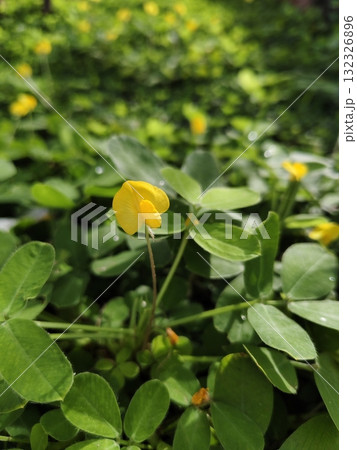 Close up Perennial peanut grass flower blooming. 132326896