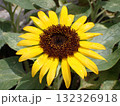 夏の庭で咲いたひまわりの花 132326918
