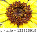 夏の庭で咲いたひまわりの花_アップ 132326919