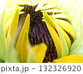 ひまわりの花の蕾が開く時 132326920