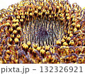 ひまわりの花の中心_筒状花のアップ 132326921