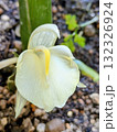 プランターで育てたみょうがの花_正面 132326924