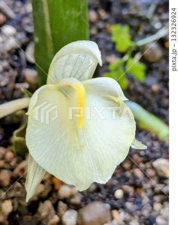 プランターで育てたみょうがの花_正面 132326924