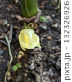 プランターで育てたみょうがの花が開き始めた様子_真上から 132326926