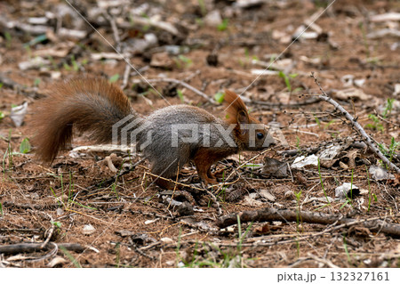 A gray squirrel with a red tail and ears in an autumn forest. 132327161