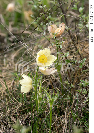 Yellow snowdrops among old grass in early spring. 132327177