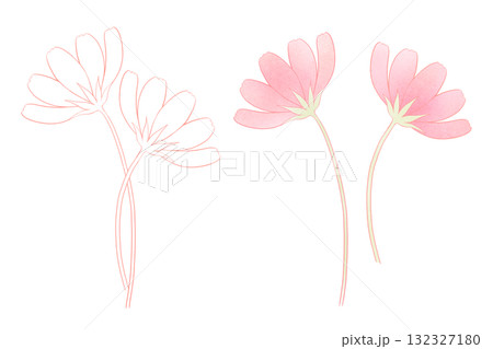 コスモス コスモス 132327180