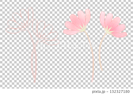 コスモス コスモス 132327180