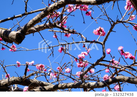 枝垂れ八重紅梅 青空に咲く 【相模原市津久井 3月】 枝垂れ八重紅梅 青空に咲く 【相模原市津久井 3月】 132327438