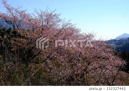 山斜面に咲く河津桜　【相模原市津久井　3月】 132327442