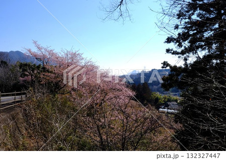 山間の土手に咲く河津桜 【相模原市津久井 3月】 山間の土手に咲く河津桜 【相模原市津久井 3月】 132327447
