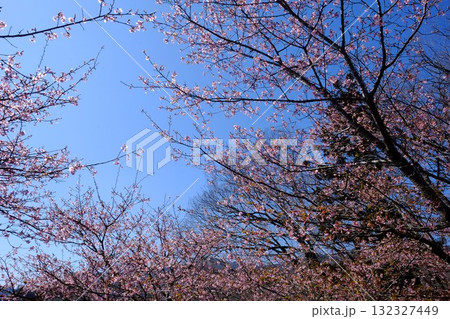 青空に咲く河津桜　【相模原市津久井　3月】 132327449