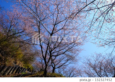 散策路に咲く満開の河津桜 【相模原市津久井 3月】 散策路に咲く満開の河津桜 【相模原市津久井 3月】 132327452