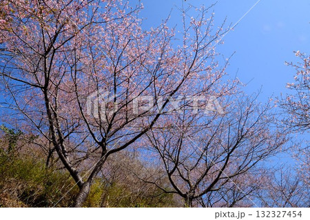 河津桜咲く雑木林 【相模原市津久井 3月】 河津桜咲く雑木林 【相模原市津久井 3月】 132327454