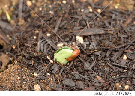 枝豆の発芽 枝豆の発芽 132327627