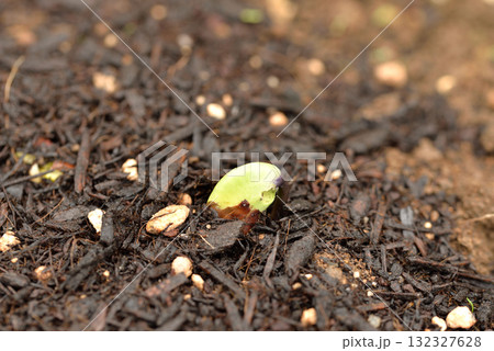 枝豆の発芽 枝豆の発芽 132327628