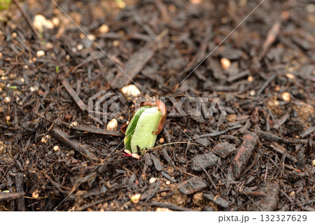 枝豆の発芽 枝豆の発芽 132327629