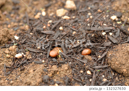 枝豆の発芽 132327630