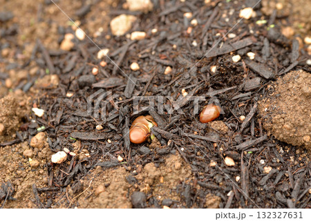 枝豆の発芽 枝豆の発芽 132327631