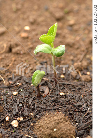 枝豆の発芽 132327632