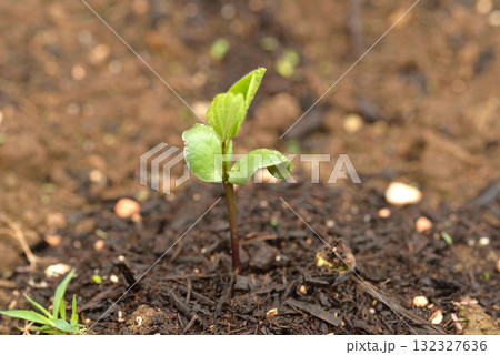 枝豆の発芽 132327636