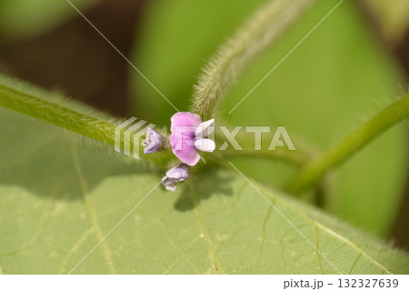 枝豆の花 枝豆の花 132327639