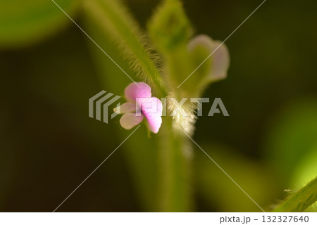 枝豆の花 枝豆の花 132327640