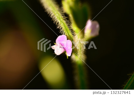 枝豆の花 枝豆の花 132327641