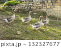 Geese graze on a green grass. A flock of four domestic geese walks together in mountains 132327677