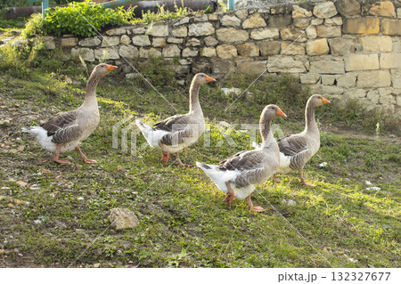 Geese graze on a green grass. A flock of four domestic geese walks together in mountains 132327677