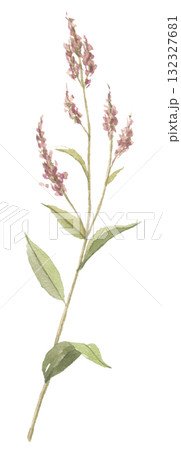 水彩で描いた藍の花 132327681