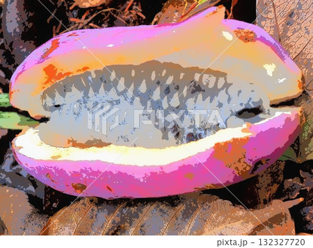 裂けた直後の瑞々しいアケビの実（afr20251015100852） 132327720