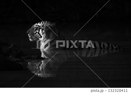 Mono Bengal tiger lying in shadowy waterhole 132328411