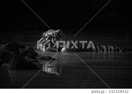 Mono Bengal tiger with catchlight in waterhole Mono Bengal tiger with catchlight in waterhole 132328412