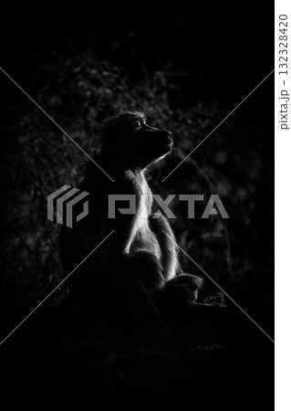 Mono chacma baboon sits basking in sunshine 132328420