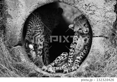 Mono cheetah cub in pipe with another 132328426