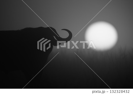 Mono close-up of buffalo silhouette at sunrise 132328432