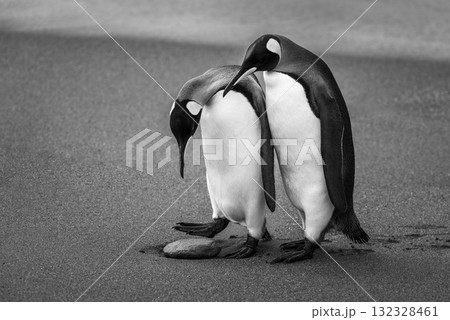 Mono king penguin studies rock by another Mono king penguin studies rock by another 132328461