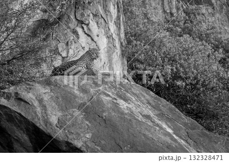 Mono leopard on rock staring into distance Mono leopard on rock staring into distance 132328471