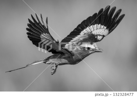Mono lilac-breasted roller lifts wings in sunshine 132328477